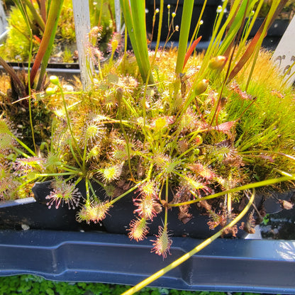 Drosera intermedia bare root