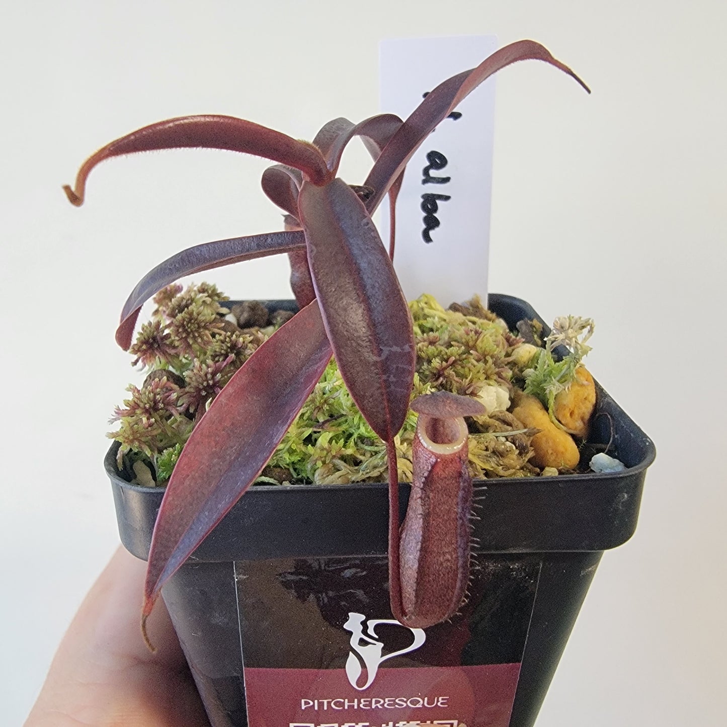 Nepenthes alba BCP