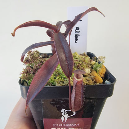 Nepenthes alba BCP