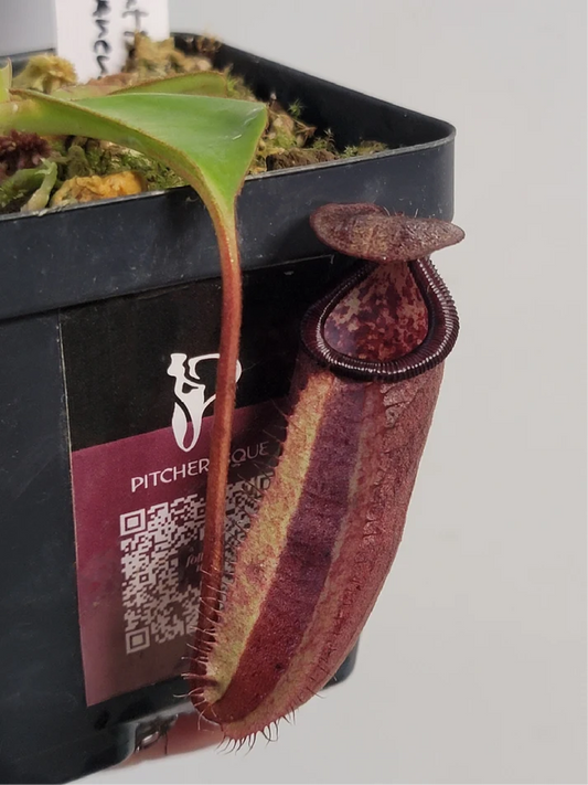 Nepenthes robcantleyi x palawanensis BE