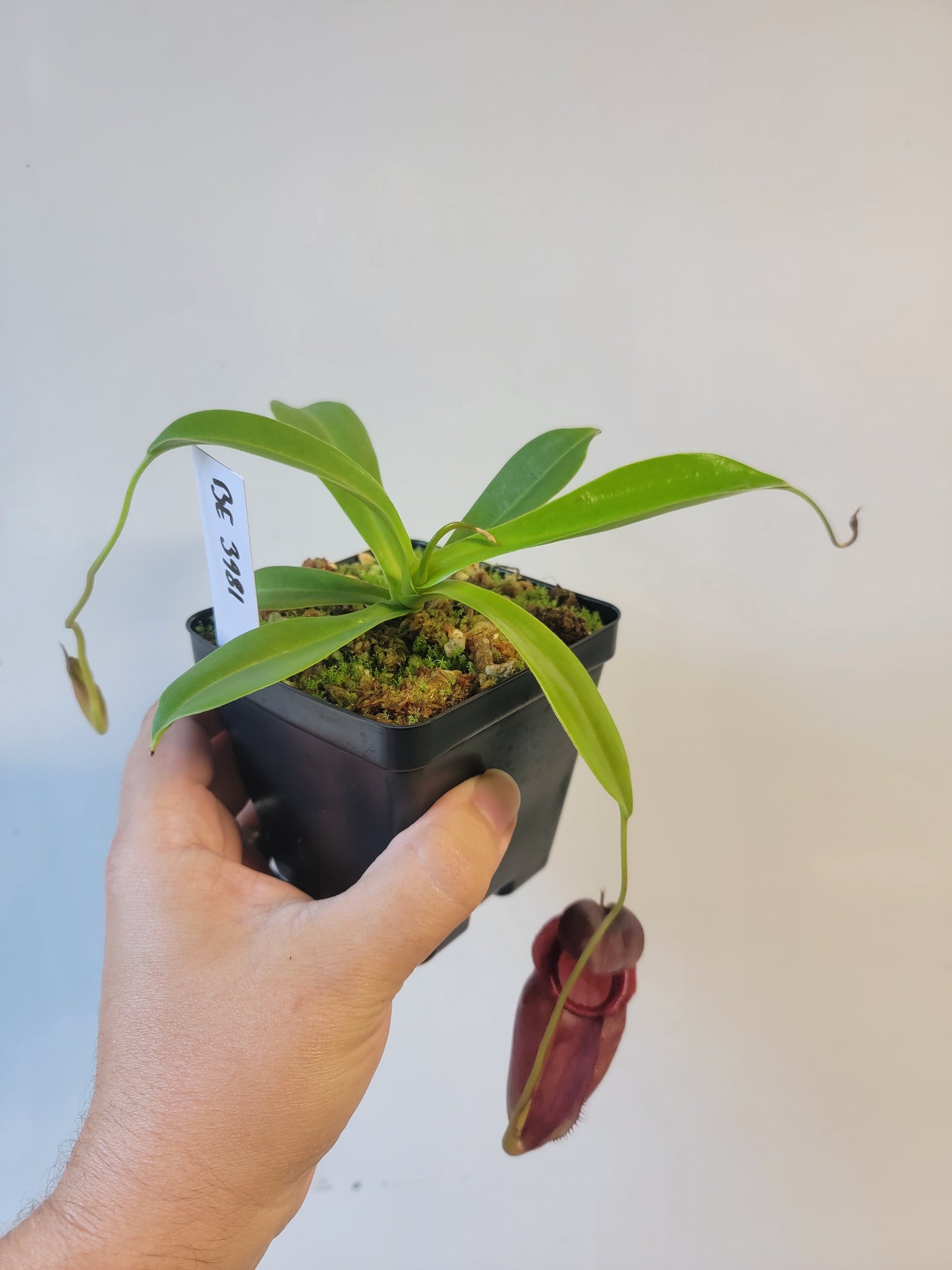 Nepenthes spathulata x tenuis BE