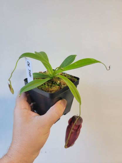 Nepenthes spathulata x tenuis BE