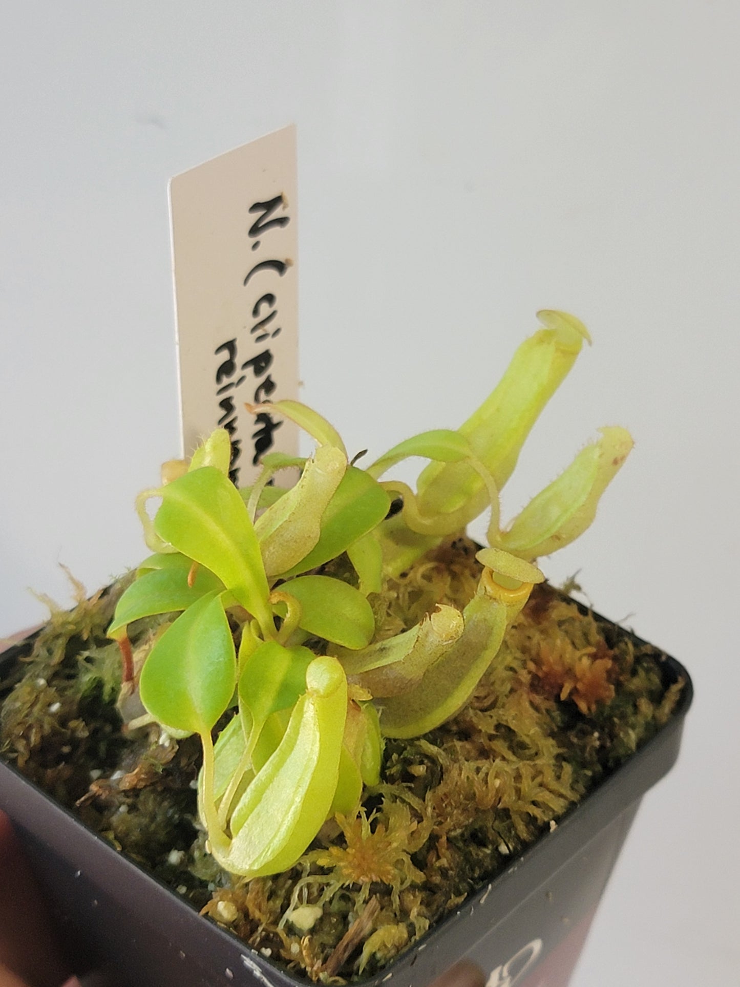 Nepenthes clipeata x reinwardtiana BCP