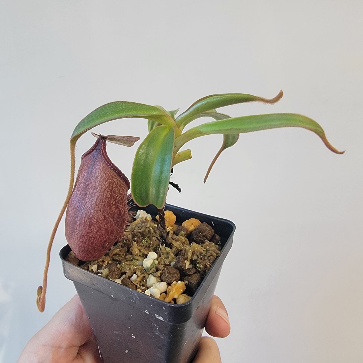 Nepenthes gantungensis BCP