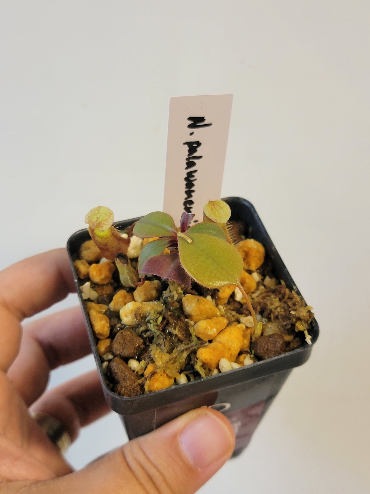 Nepenthes palawanensis BCP