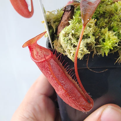 Nepenthes densiflora BE