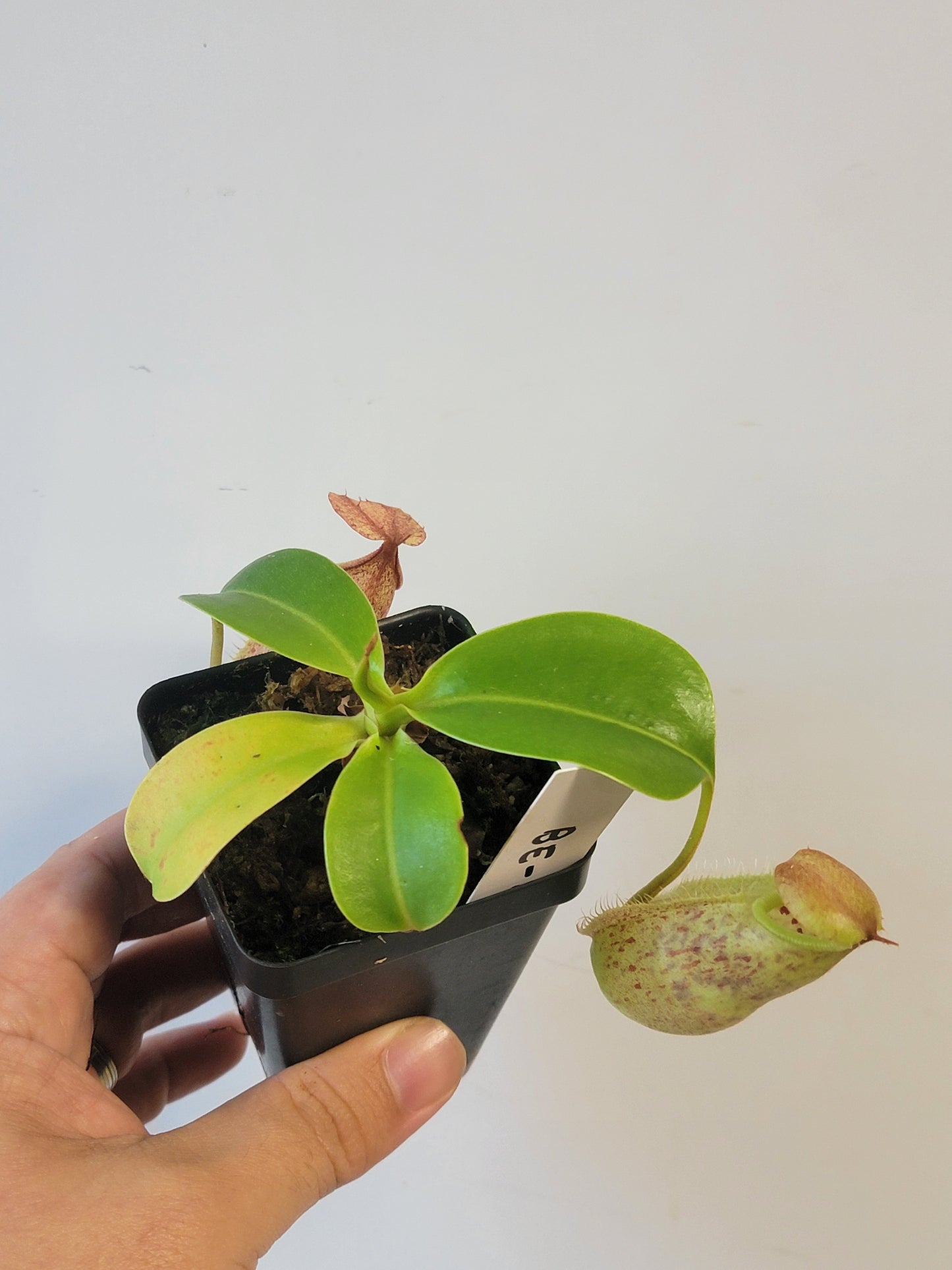 Nepenthes robcantleyi x merrilliana BE
