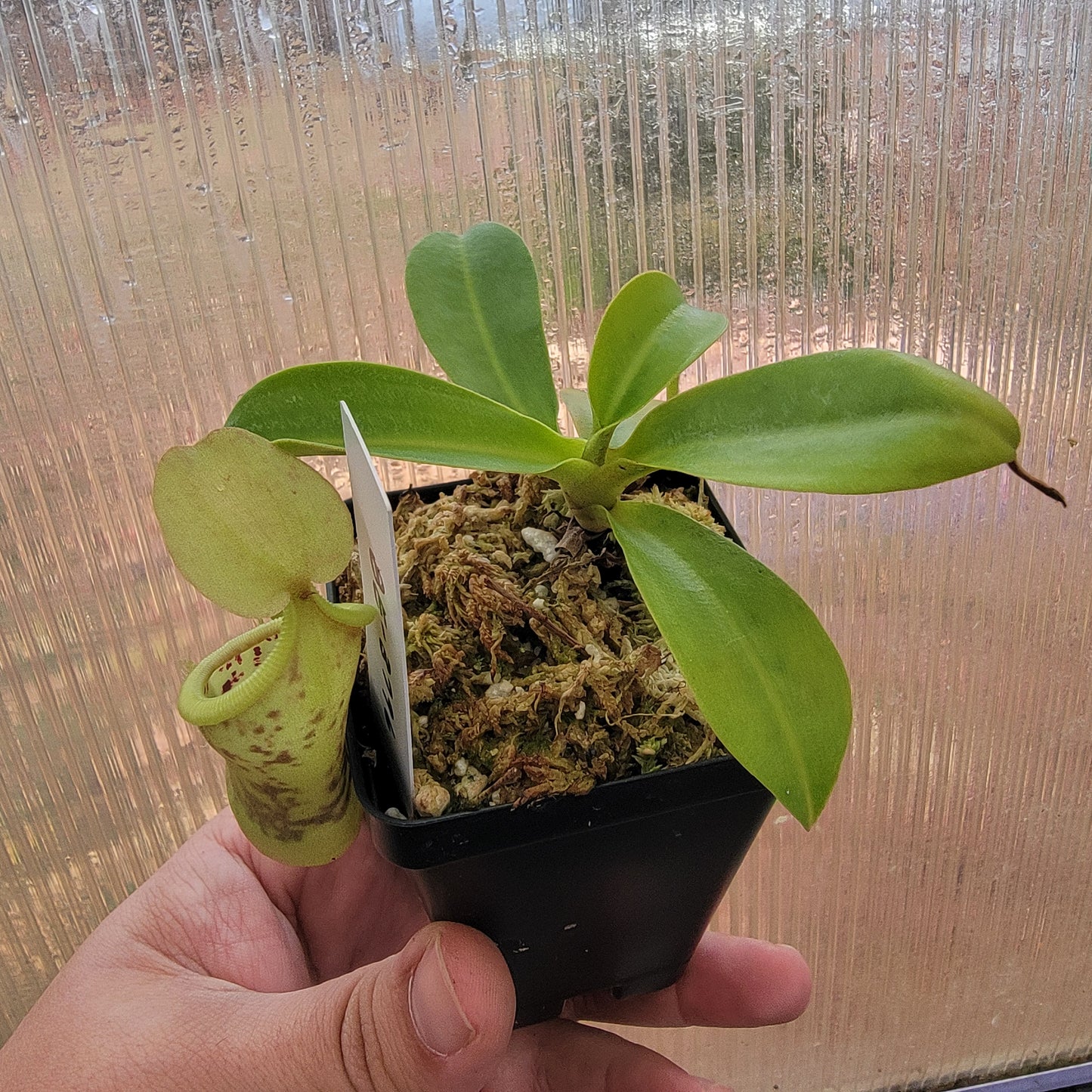 Nepenthes spathulata x campanulata BE