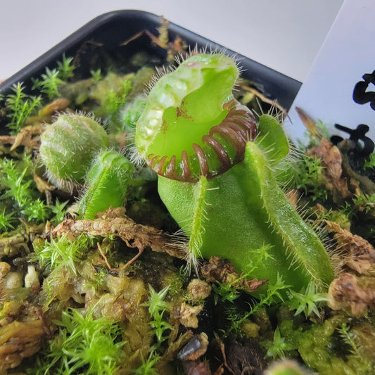 Cephalotus follicularis BE