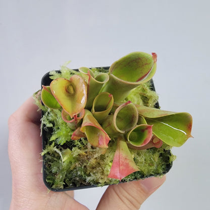 Heliamphora heterodoxa x minor