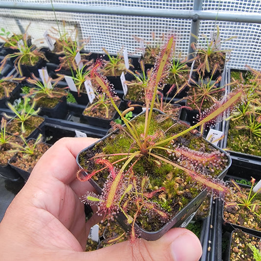 Drosera capensis SG