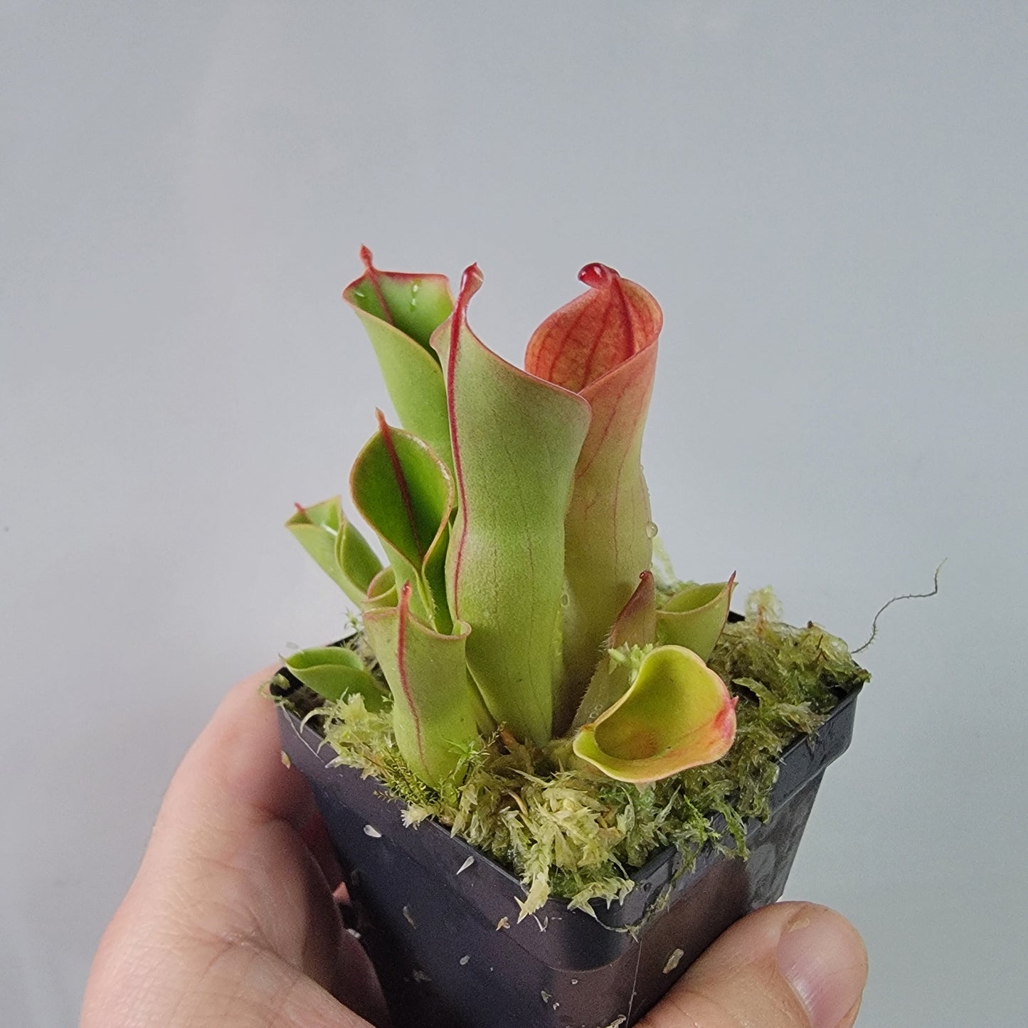 Heliamphora heterodoxa x minor