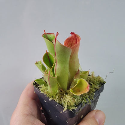 Heliamphora heterodoxa x minor