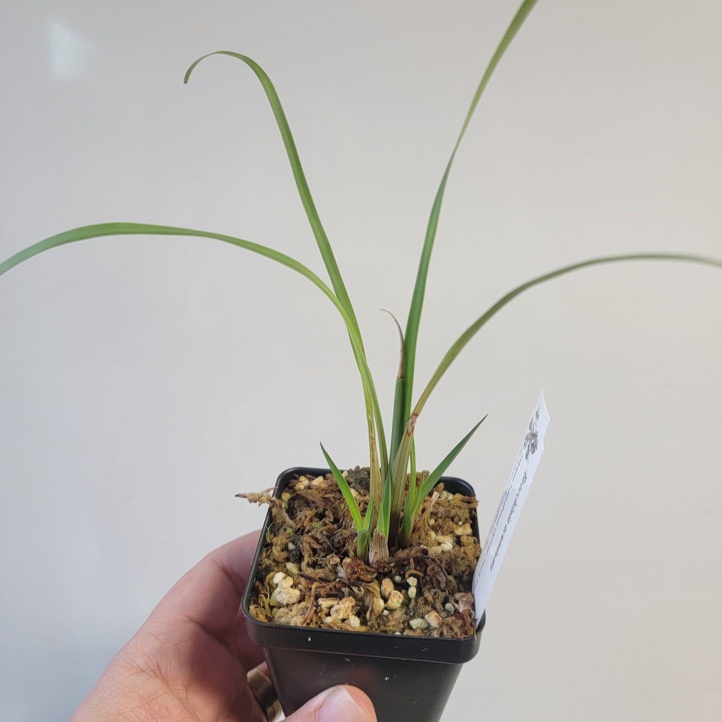 Brocchinia acuminata BCP