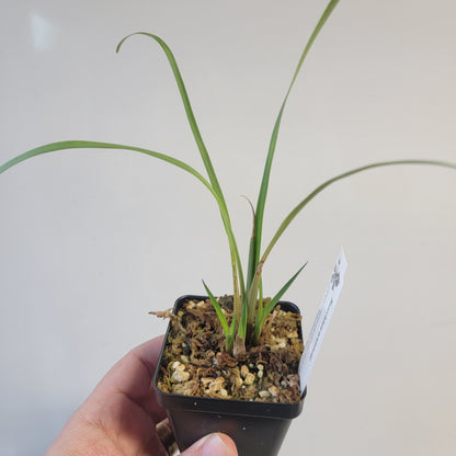 Brocchinia acuminata BCP