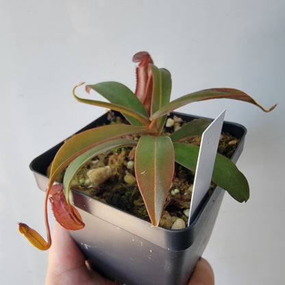 Nepenthes "Rebecca Soper"