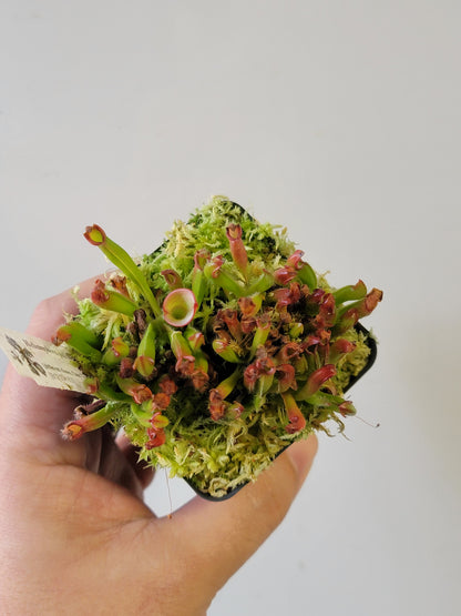 Heliamphora pulchella BCP
