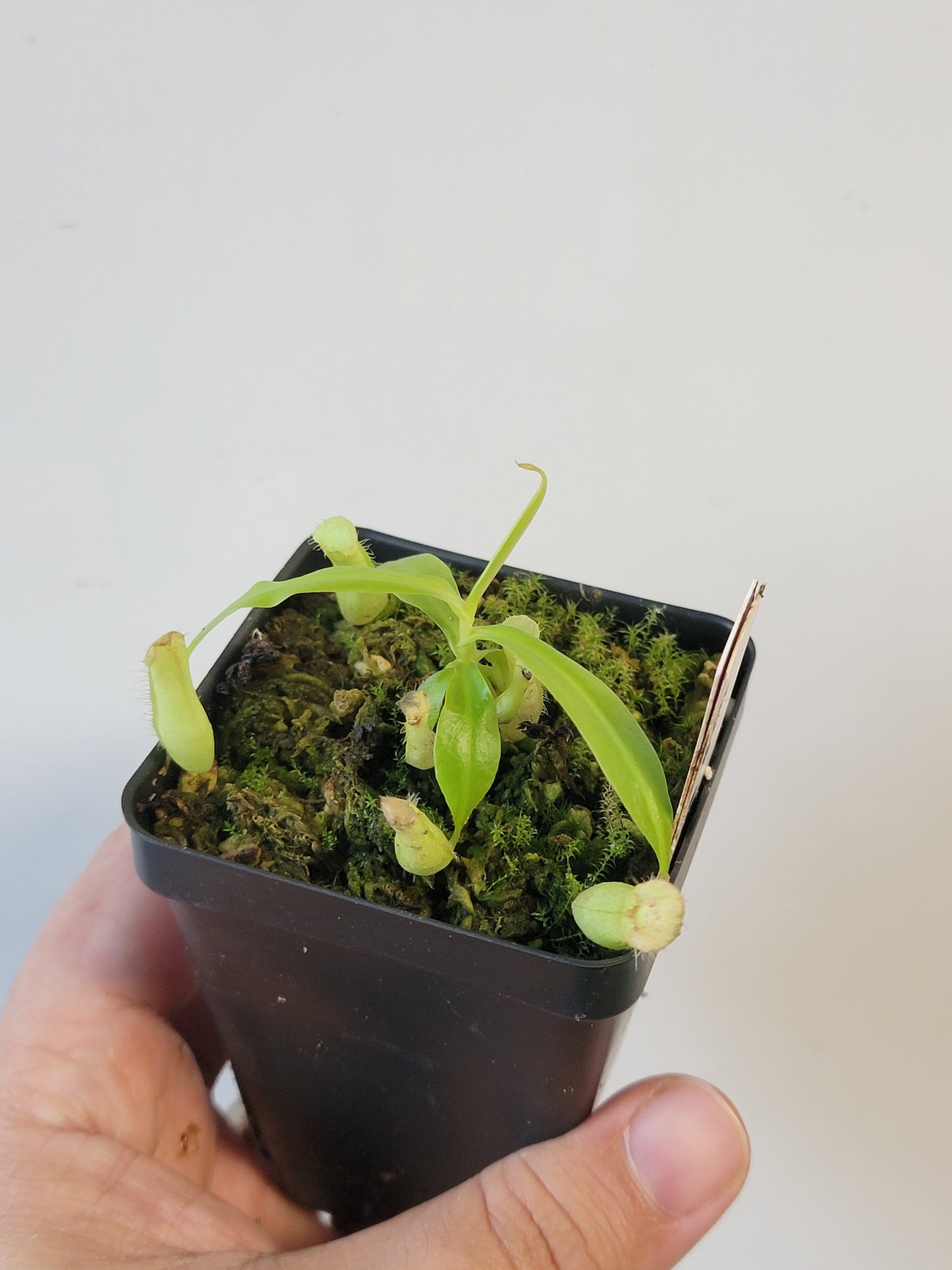 Nepenthes eustachya x gracilis BCP