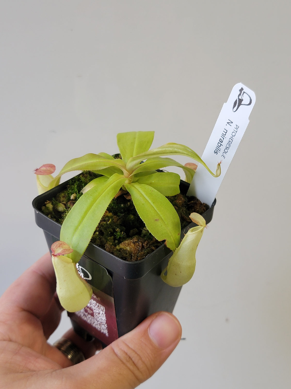 Nepenthes mirabilis 'variegata' *REVERTED*