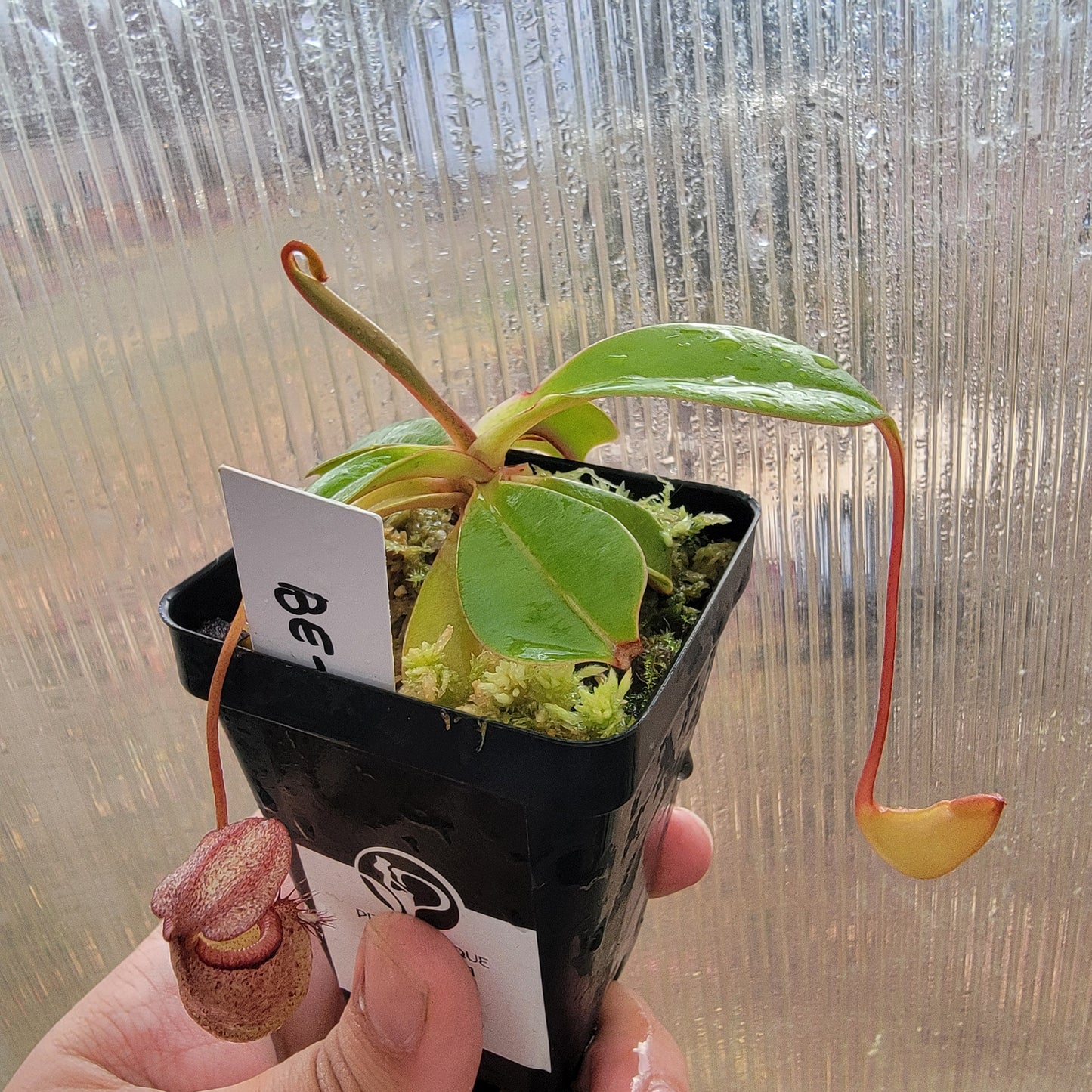 Nepenthes sibuyanensis x robcantleyi BE