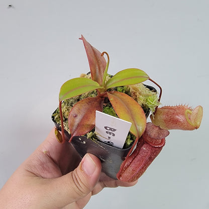 Nepenthes ventricosa x attenboroughii BE