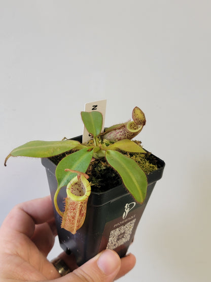 Nepenthes burbidgeae x veitchii BE