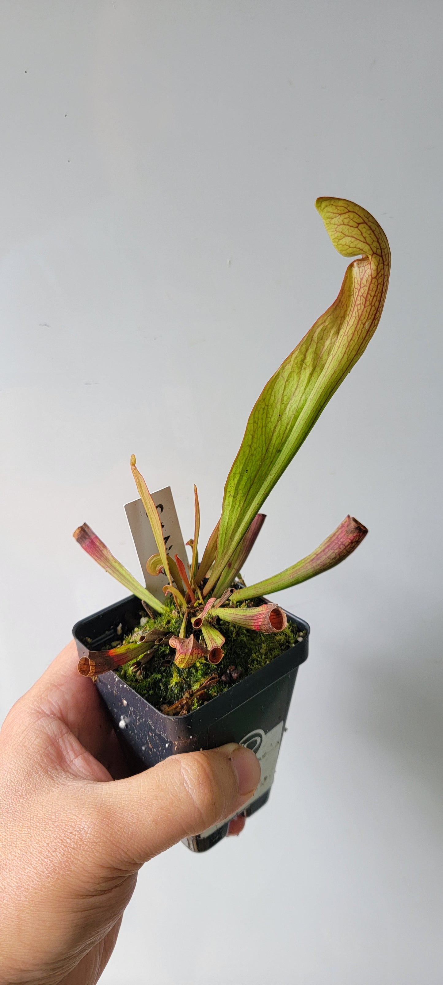 Sarracenia "Dixie Lace"