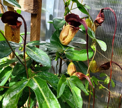 Aristolochia macroura