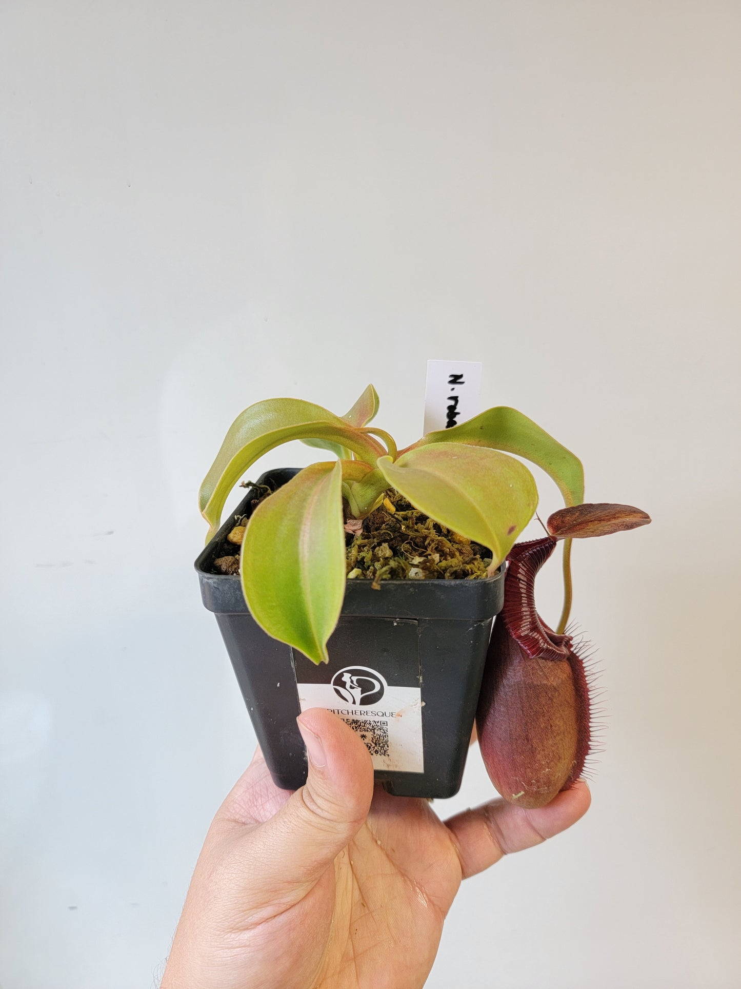 Nepenthes robcantleyi x ovata BE