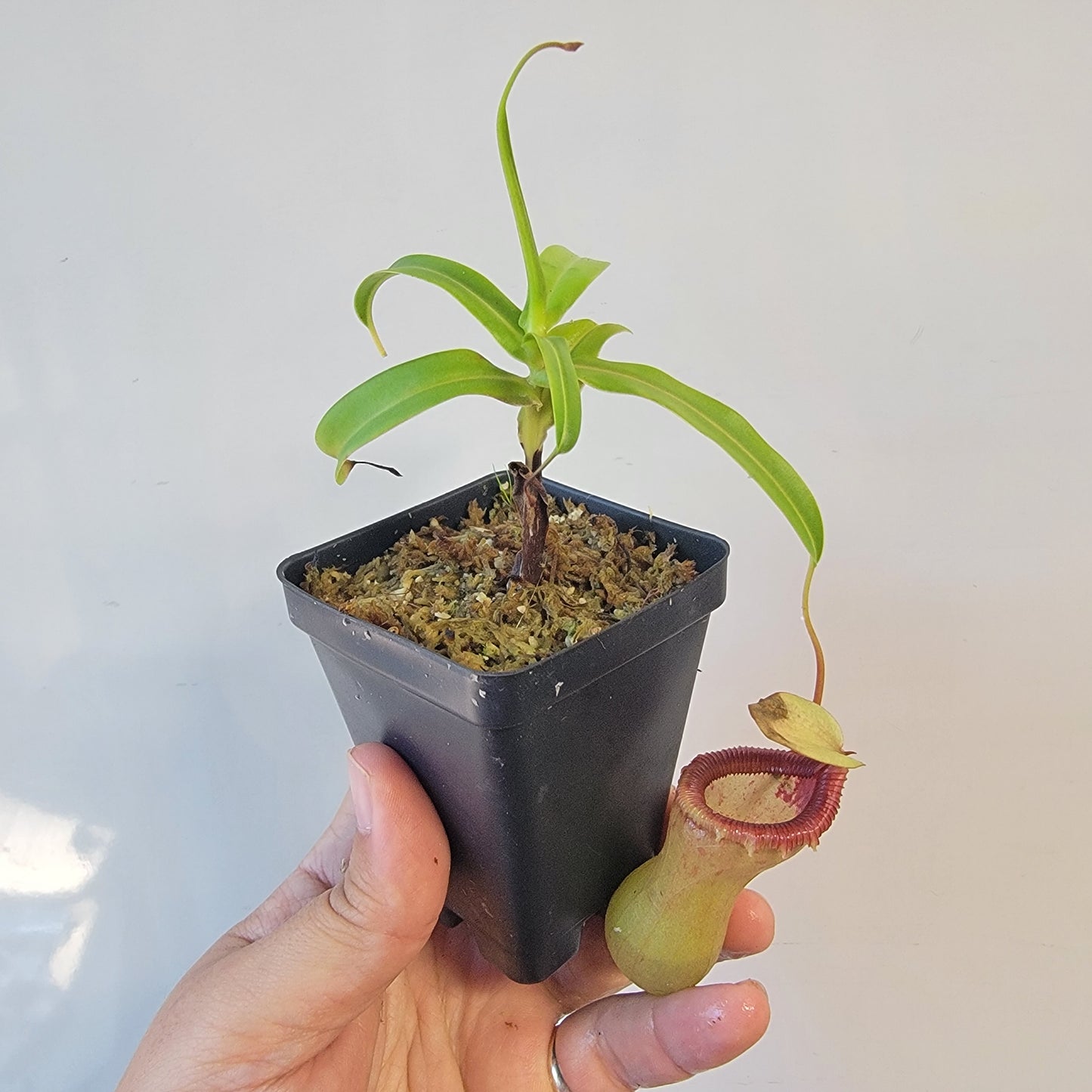 Nepenthes ventricosa 'HI clone'