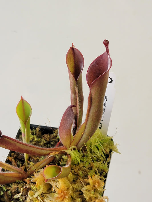 Heliamphora chimantensis BCP