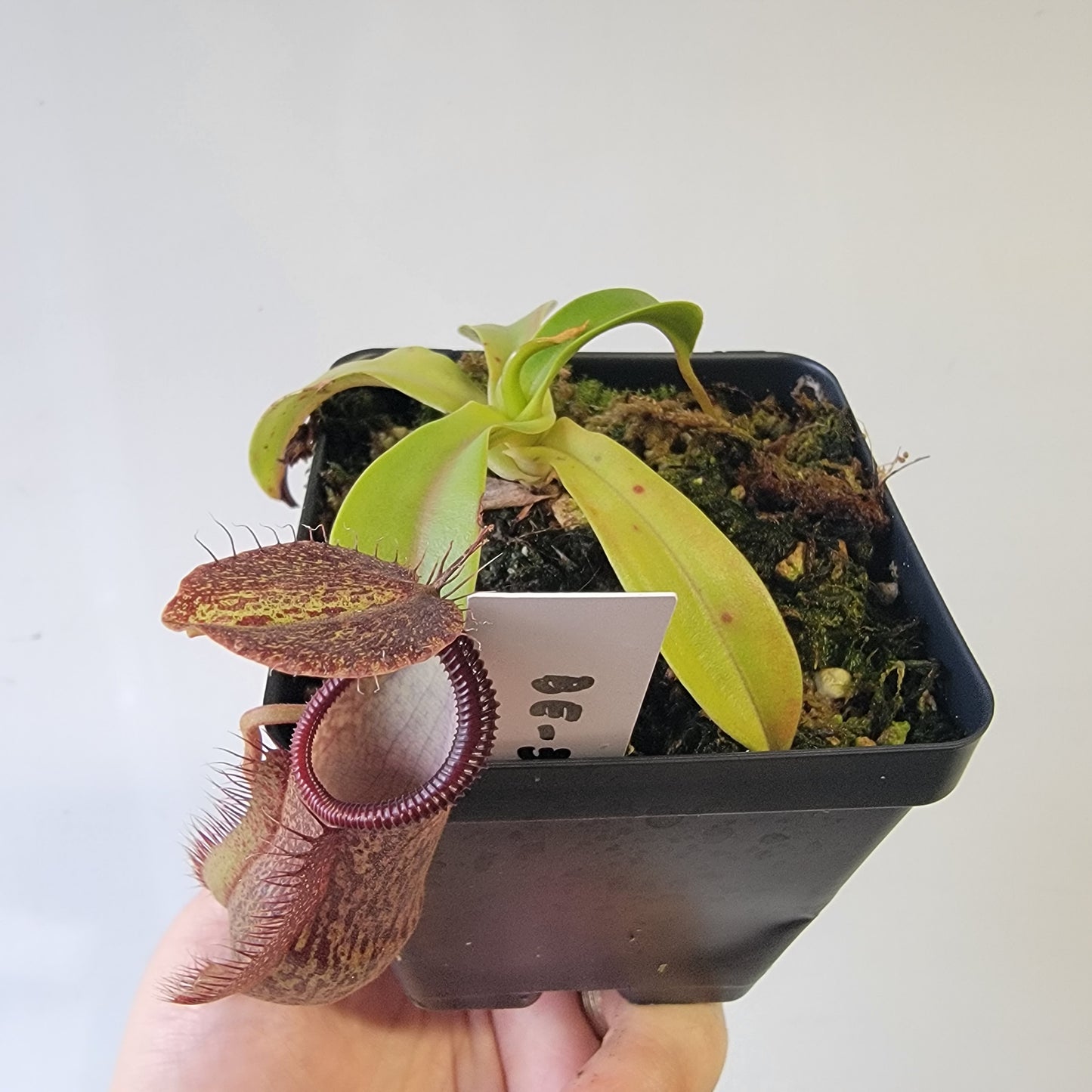Nepenthes spathulata x hamata 'Tambusisi' BE