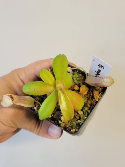 Nepenthes mapuluensis BCP