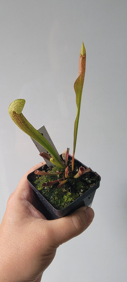 Sarracenia "Dixie Lace"