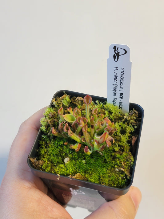 Heliamphora minor BCP