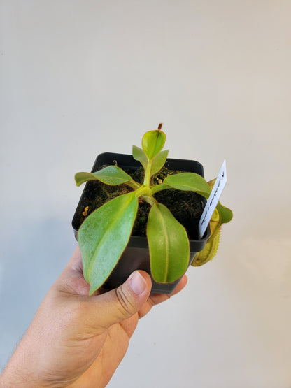 Nepenthes petiolata x veitchii BE