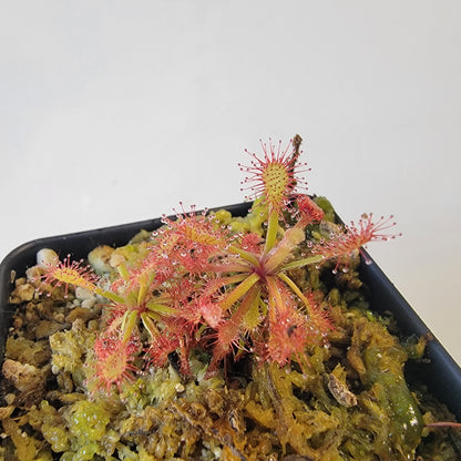 Drosera aff. roraimae BCP