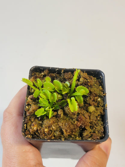 Dionaea musc. "GJ Shir Khan"