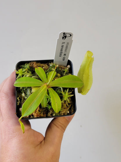 Nepenthes reinwardtiana BE
