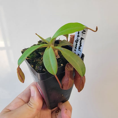 Nepenthes burkei x burbidgeae x edwardsiana BE