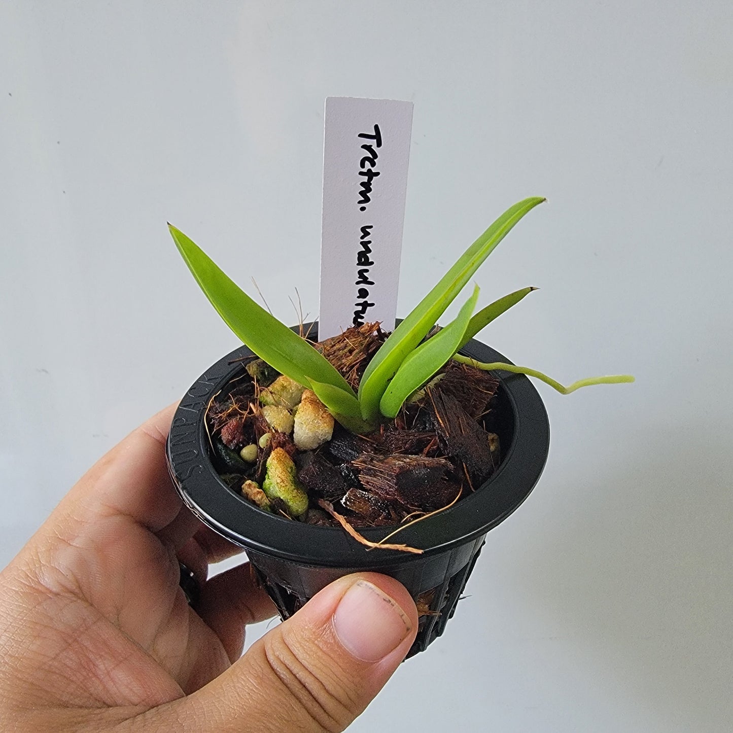 Trichocentrum undulatum Orchid