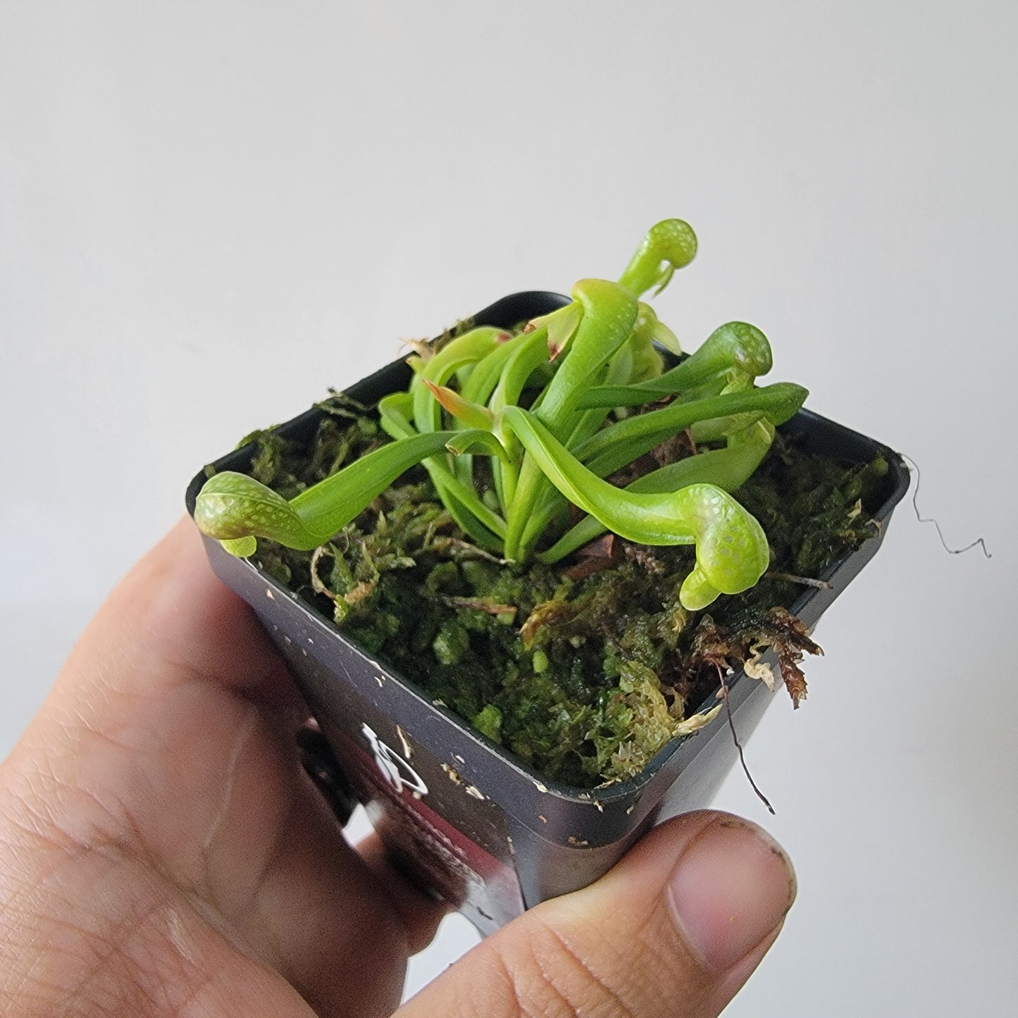 Darlingtonia californica