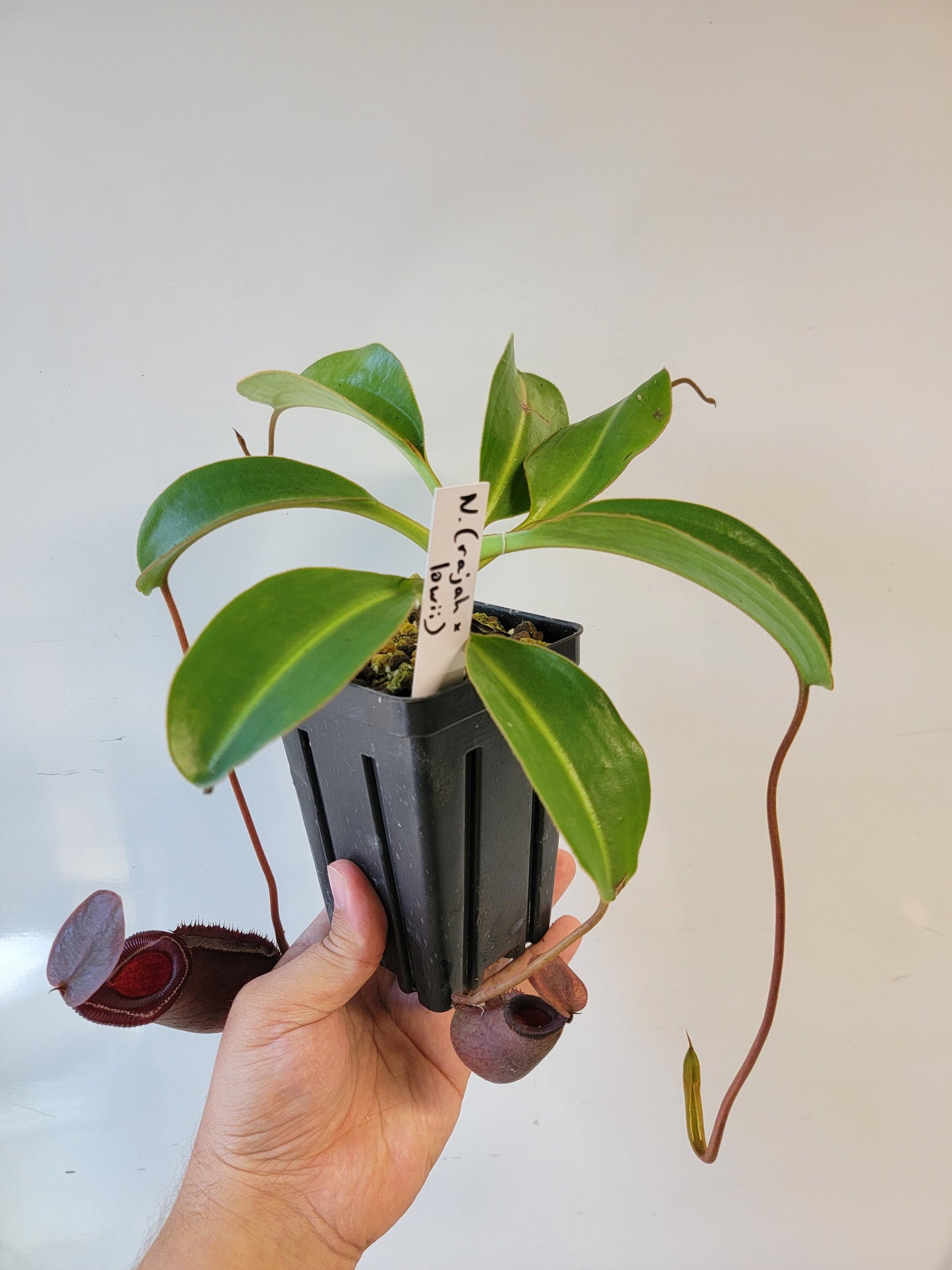 Nepenthes rajah x lowii BE