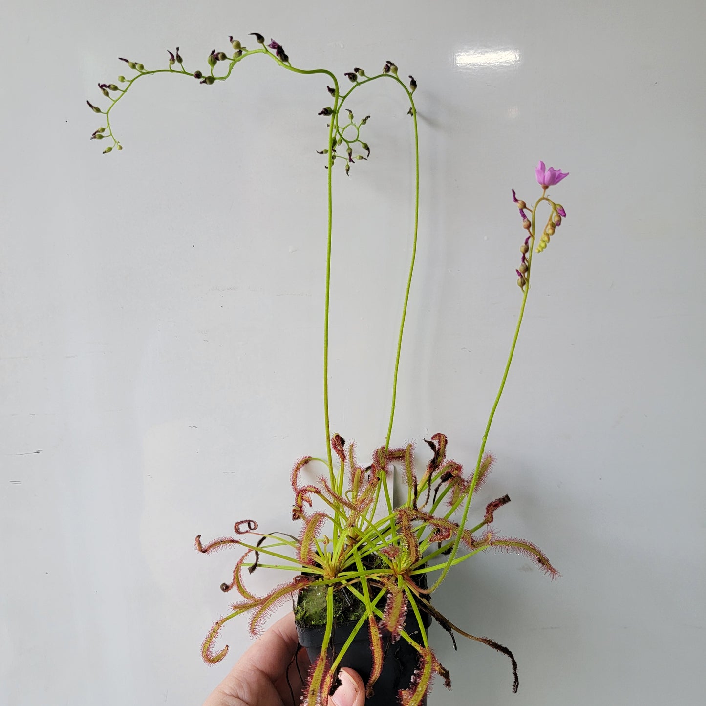 Drosera capensis SG