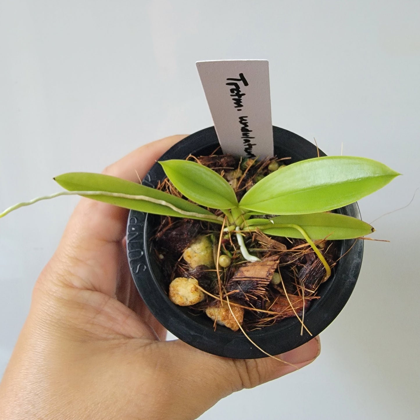 Trichocentrum undulatum Orchid