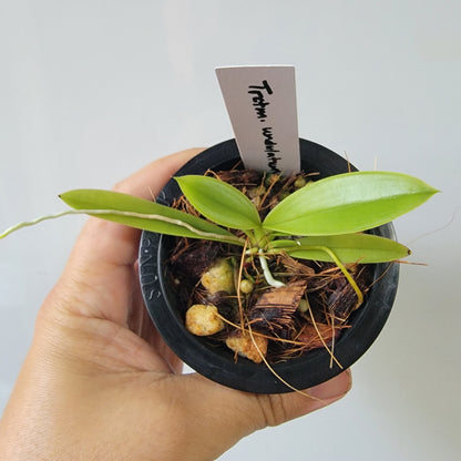 Trichocentrum undulatum Orchid