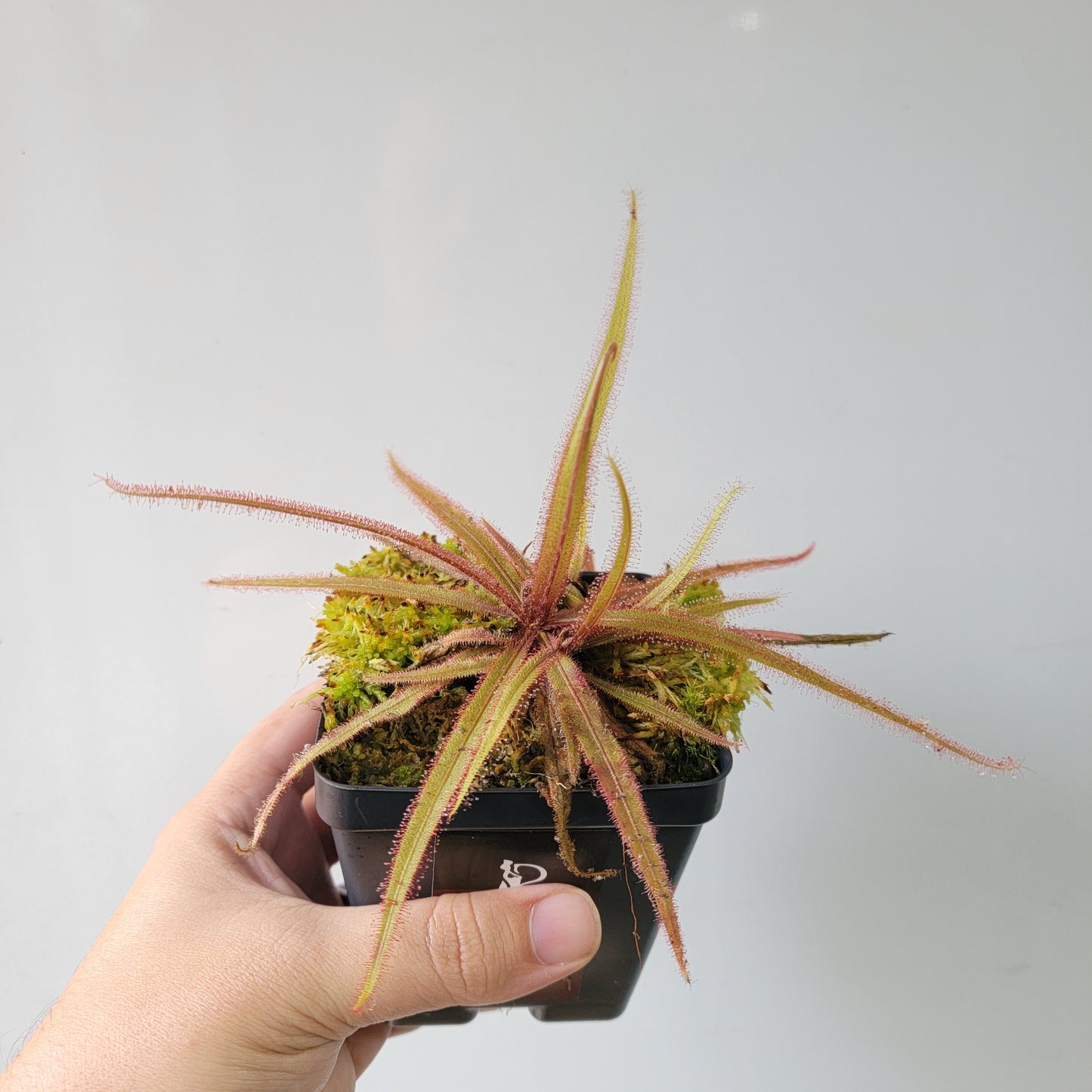 Drosera adelae 'Giant'