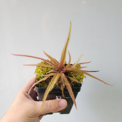 Drosera adelae 'Giant'