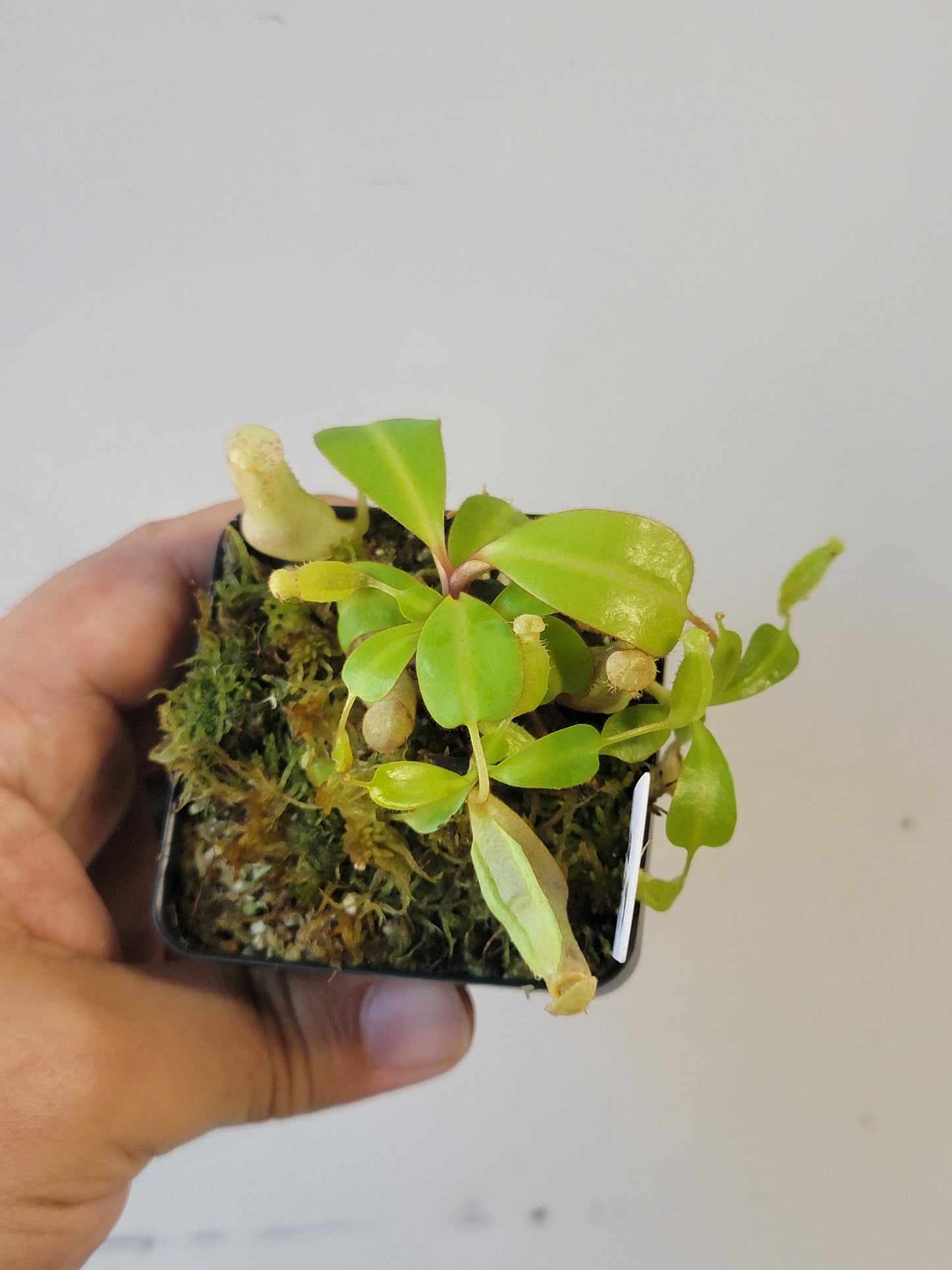 Nepenthes clipeata x reinwardtiana BCP