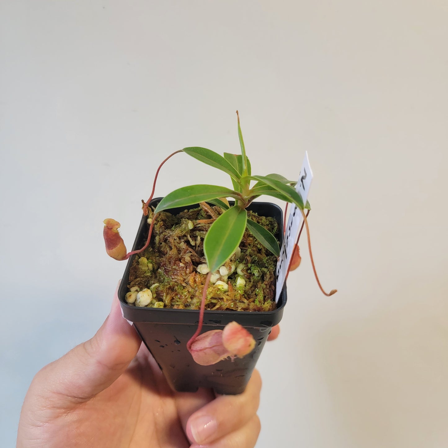 Nepenthes barcelonae BE